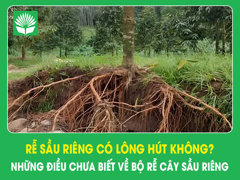 Rễ sầu riêng có lông hút không? – Những điều chưa biết về bộ rễ cây sầu riêng