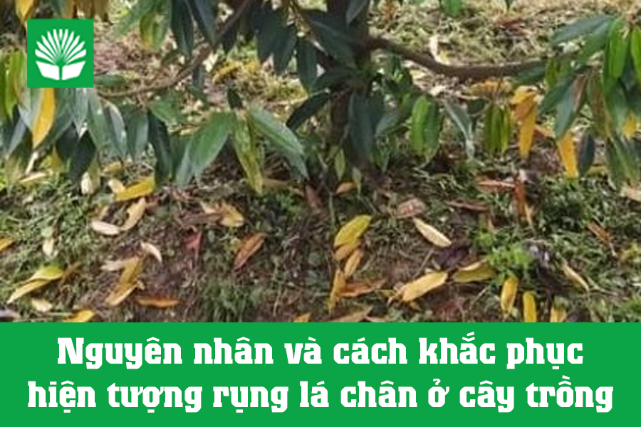 Nguyên nhân và cách khắc phục hiện tượng rụng lá chân ở cây trồng