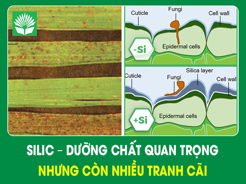 Silic – dưỡng chất quan trọng nhưng còn nhiều tranh cãi