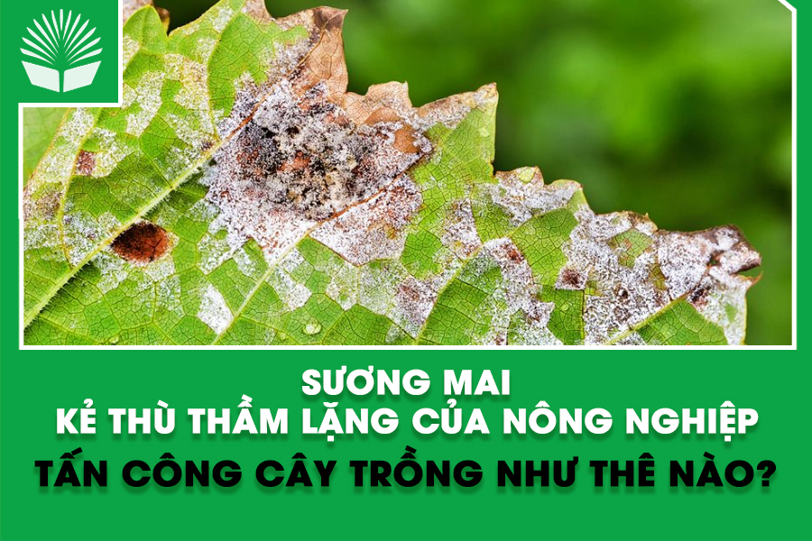 Sương mai - kẻ thù thầm lặng của nông nghiệp: Tấn công cây trồng như thê nào?