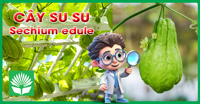Cây su su