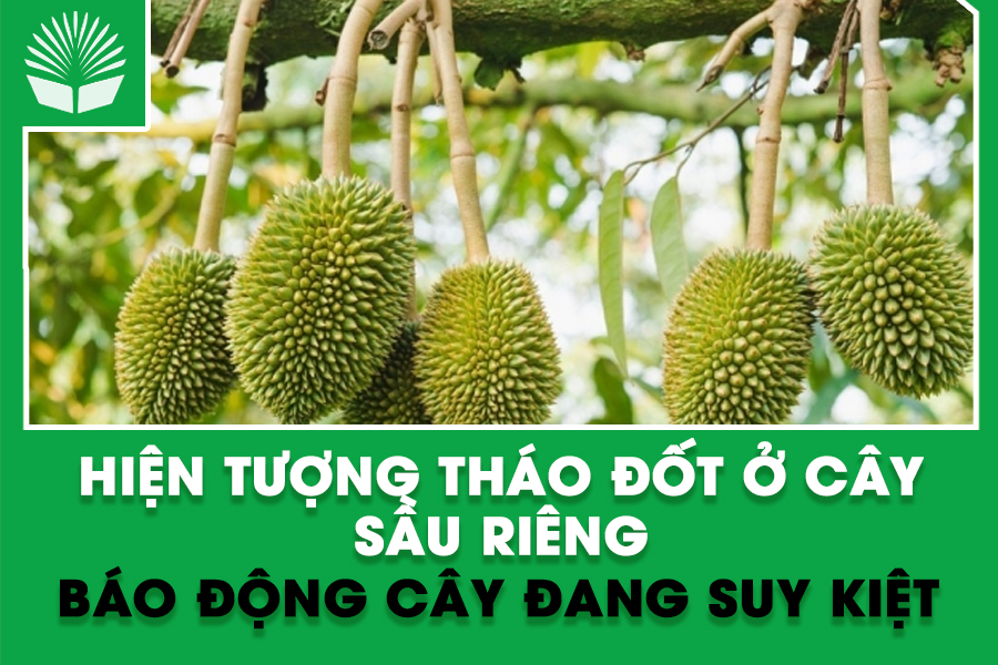 Hiện tượng tháo đốt ở cây sầu riêng – báo động cây đang suy kiệt