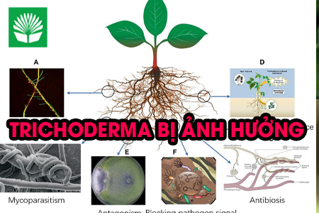 Trichoderma bị ảnh hưởng bởi vôi và thuốc bảo vệ thực vật như thế nào? Cách sử dụng hiệu quả