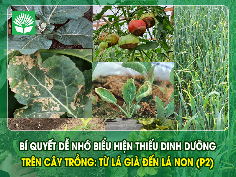 Bí quyết dễ nhớ Biểu hiện thiếu dinh dưỡng trên cây trồng: Từ lá già đến lá non (P2)