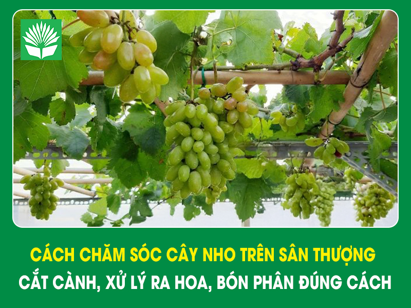 Cách chăm sóc cây nho trên sân thượng: Cắt cành, xử lý ra hoa, bón phân đúng cách