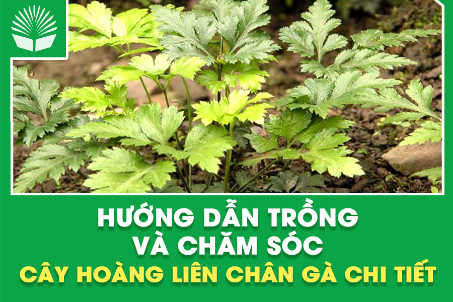Hướng Dẫn Trồng và Chăm Sóc Cây Hoàng Liên Chân Gà Chi Tiết