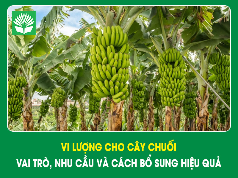Vi lượng cho cây chuối: vai trò, nhu cầu và cách bổ sung hiệu quả