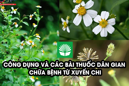 Công dụng và các bài thuốc dân gian chữa bệnh từ xuyến chi