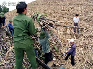 Chở hom giống tới nơi trồng