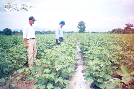 Luống hàng Bông vải kép