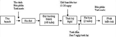 Các giai đọan trong quá trình ra hoa và phát triển quả măng cụt