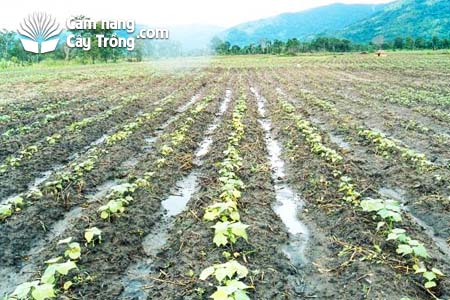 Rãnh tiêu nước cho ruộng Bông vải