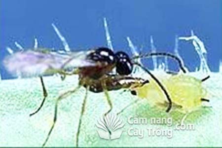 Ong bắp cày tấn công rệp vừng