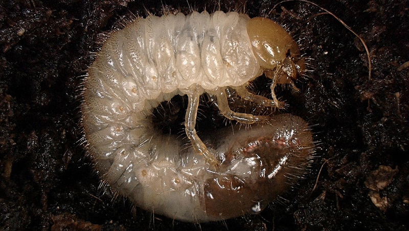 Popillia japonica larvae