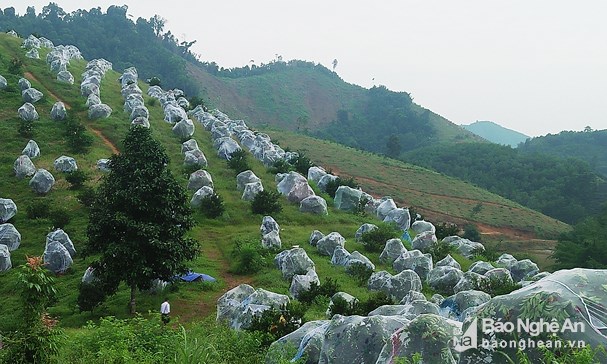 Nông dân Thanh Chương “mắc màn” bảo vệ cam