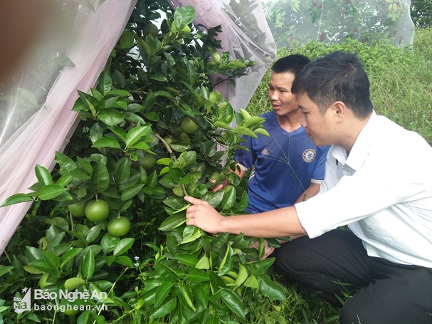 Nông dân Thanh Chương “mắc màn” bảo vệ cam