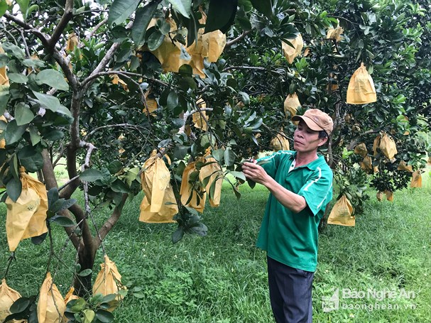 Vườn bưởi Diễn của anh Lương Quang Yên (xã Nghĩa Liên, Nghĩa Đàn) cho năng suất cao vượt trội nhờ sử dụng thuốc trừ sâu thảo dược. Ảnh: Minh Thái