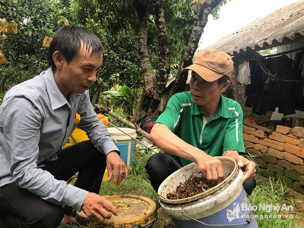 Chế phẩm sinh học an toàn từ thảo mộc như gừng, tỏi, ớt... Ảnh: Minh Thái