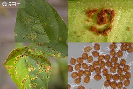 Bệnh rỉ hại đậu Uromyces appendiculatus