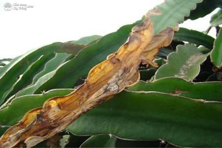 Bệnh thối đầu cành Alternaria sp.