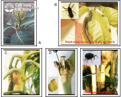 (A) Chồi non; (B) Con trưởng thành gây hại trên lá; (C) Chồi non bị hại; (D) Ấu trùng; (E) Ấu trùng gây hại trong đọt non.