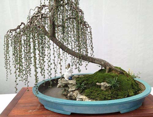 Bonsai kiểu rủ cành