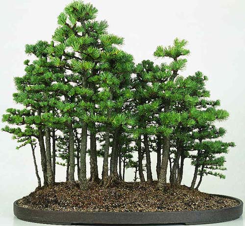 Bonsai kiểu rừng cây