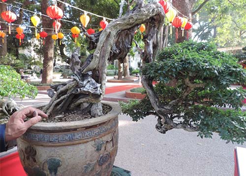 Bonsai kiểu thân khô