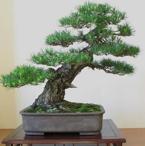 Cây bonsai thân nghiêng