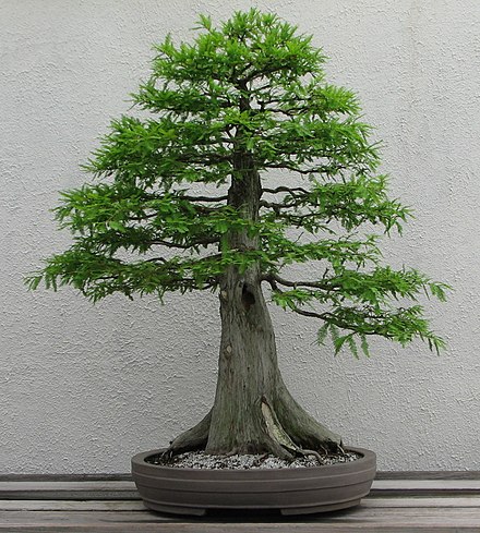 Bonsai kiểu thẳng đứng