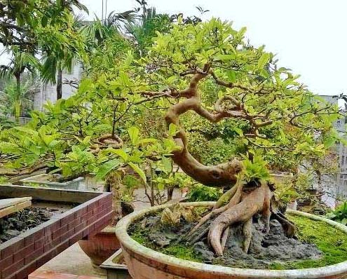 Cây bonsai kiểu rồng bay