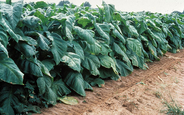 T&igrave;m hiểu nhu cầu dinh dưỡng của c&acirc;y thuốc l&aacute;