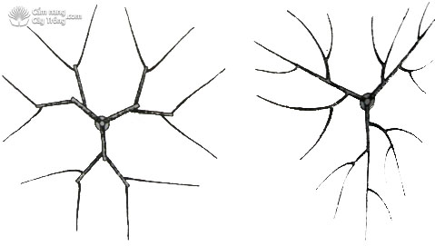 Sự phân bố cành (nhìn từ trên xuống)