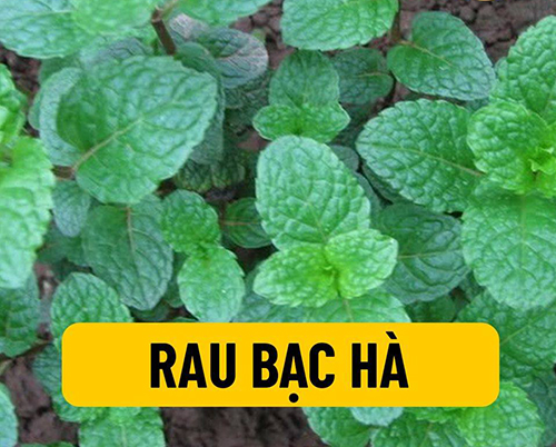 Công dụng của rau bạc hà