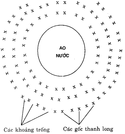 Cách đào ao nước theo chiều dọc