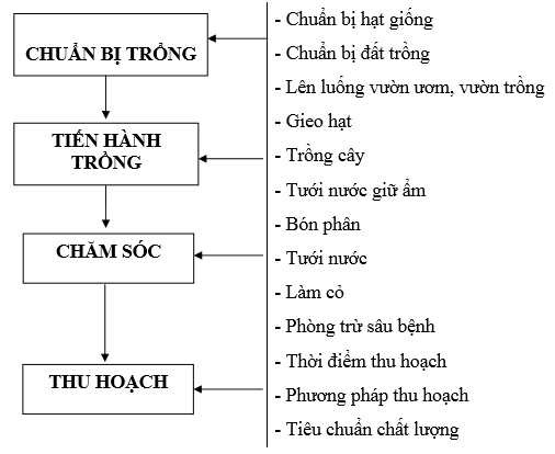 Quy trình sản xuất cà rốt