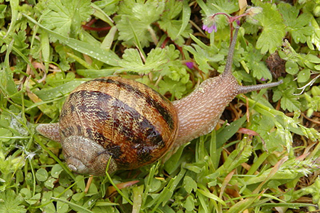 Helix aspersa 123