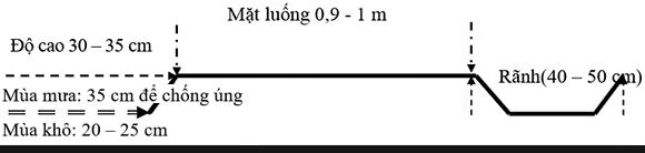 Kích thước luống trồng dưa chuột