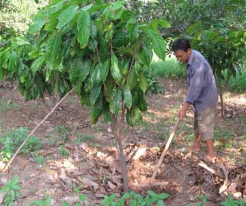 Làm cỏ và xới xáo cho ca cao