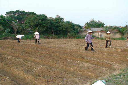 San phẳng mặt luống trồng bí