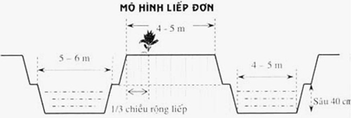 Mo hình liếp đơn trồng điều