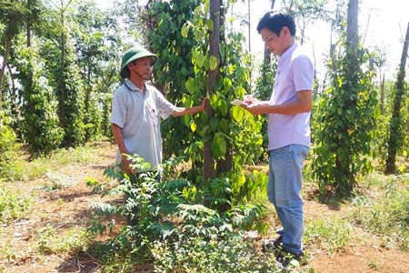 Đâu là nguyên nhân khiến hồ tiêu Tây Nguyên chết như 'ngả rạ'?