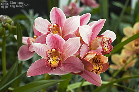 Cymbidium - Địa lan