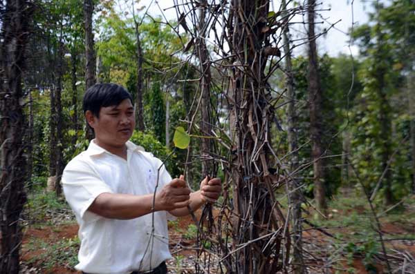 Cây chết sau một thời gian bón phân