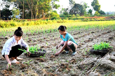 Hướng dẫn trồng ngô bầu, ngô bánh