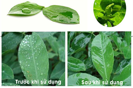Từ những quan sát đã cho thấy những sự khách biệt giữa sử dụng và không sử dung chất bám dính