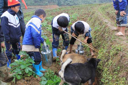 Những đứa trẻ bản Tống Trong đổ nước bắt chuột phá hoại ruộng rau màu