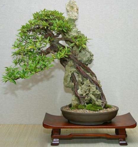 Bonsai dựa đá