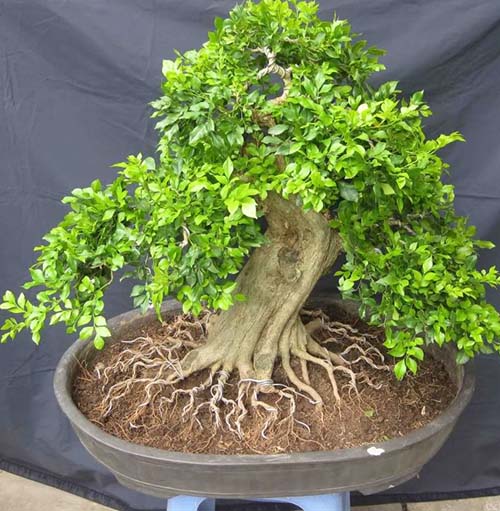 Bonsai kiểu hất rễ