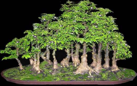 Bonsai kiểu liền gốc